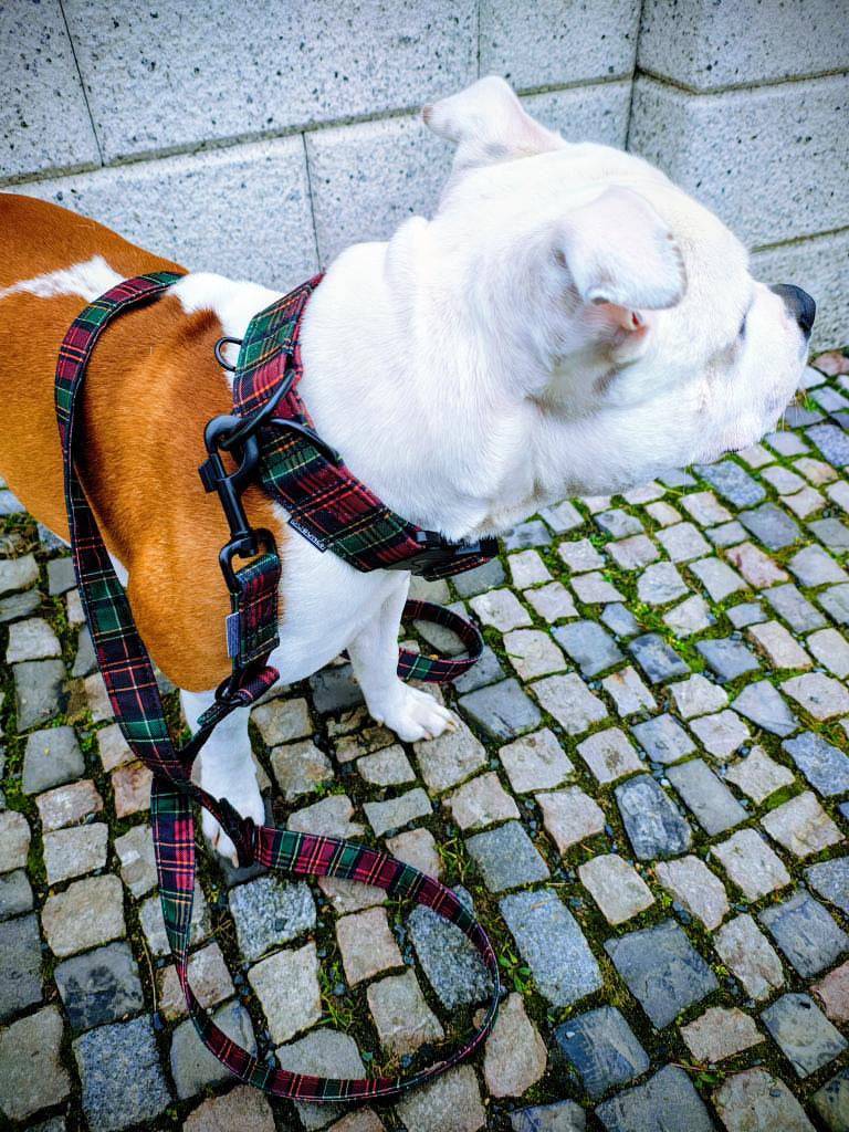 GENTLE PAWS OBOJEK (AKCE 🎄)